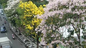 wisata surabaya seperti jepang